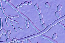 Immune Coordination